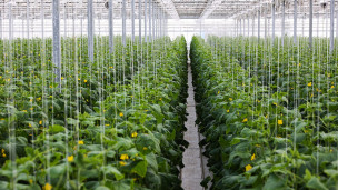 Выращивание огурцов в тепличном комплексе