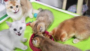 Кошки едят корм из миски и облизываются 