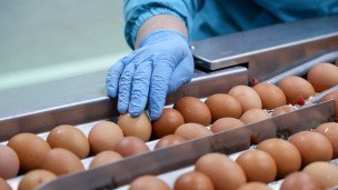 Куриные яйца на сортировочной линии птицефабрики