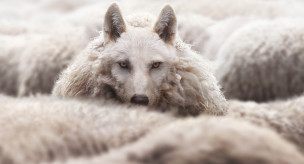 волк в овечьей шкуре