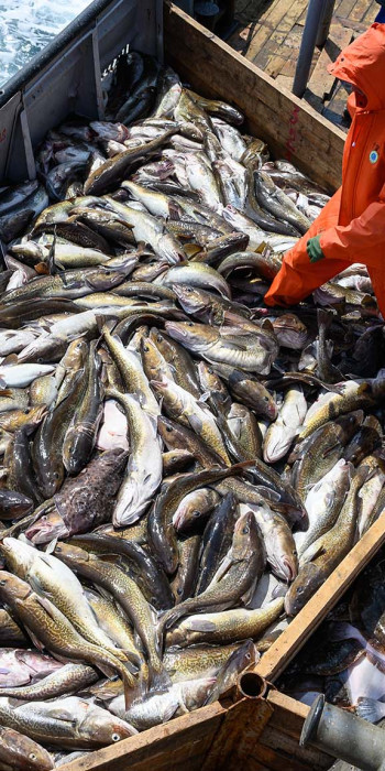 Сортировка улова во время добычи разнорыбицы