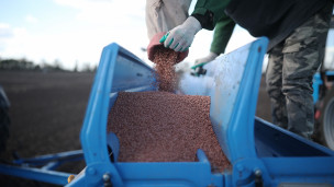Перегрузка зерна пшеницы в бункер посевного комплекса 