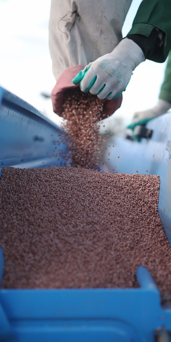 Перегрузка зерна пшеницы в бункер посевного комплекса 
