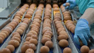Проверка качества яиц