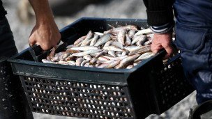 Рыбаки  разгружают выловленную рыбу