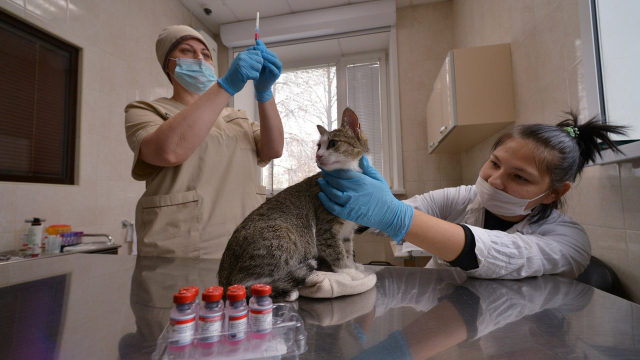 Veterinar-derzhit-v-rukakh-kota-pered-vaktsinatsiyey