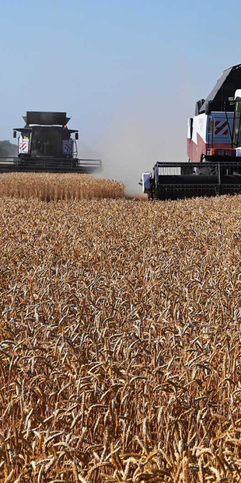 Уборка урожая 