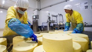 Производство сыра на молокозаводе