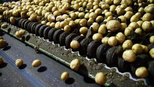 Складирование картофеля в овощехранилище, мытый картофель едет по конвейерной ленте