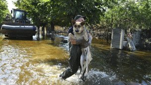 Волонтёр, сотрудник коммунальных служб выносит из воды собаку