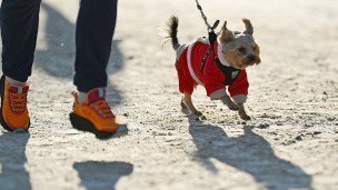 Собачка гуляет зимой 