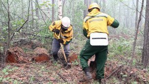 Рабочие копают противопожарные минерализованные полосы