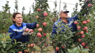 Сбор яблок в яблоневом саду 