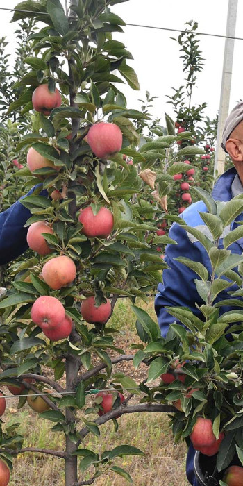 Сбор яблок в яблоневом саду 