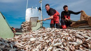 Вылов рыбы в Черном море
