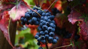 Kist-spelogo-vinograda