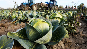 капуста растет на поле