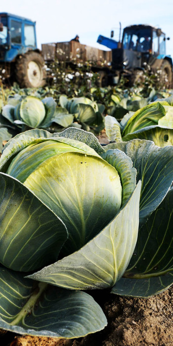 капуста растет на поле