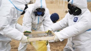 Очистка песка от мазута на пляже 