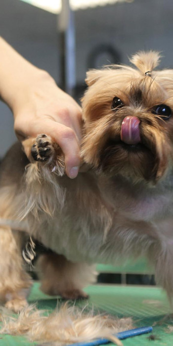 Собака на процедуре груминга 