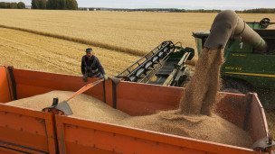 Уборка урожая пшеницы на полях