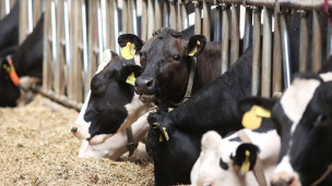 Коровы на роботизированной молочной ферме