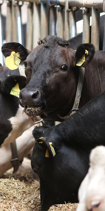 Коровы на роботизированной молочной ферме