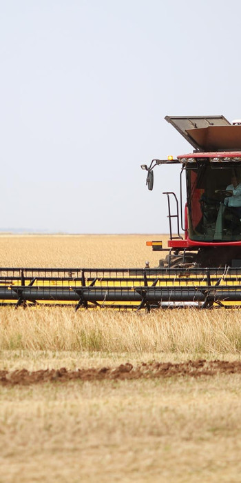 Уборка урожая пшеницы 