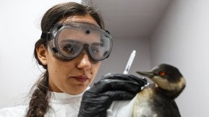 Волонтерка с черношейной поганкой, отмытой от мазута