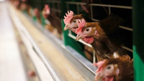 Куры в клетках птицеводческого завода 