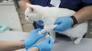 Осмотр кошки в ветеринарной клинике