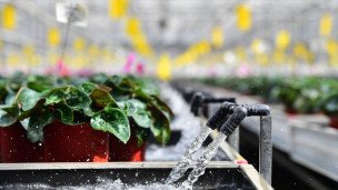 Крупный план Система орошения растений в теплице кран из которого льется вода сзади ряды растений