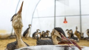 Чомги, пострадавшие от разлива мазута в Черном море, в реабилитационном центре