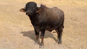 Биосферный заповедник "Аскания-Нова"