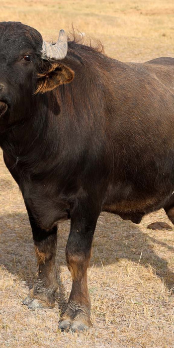 Биосферный заповедник "Аскания-Нова"