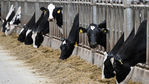 Коровы на молочно-товарной ферме