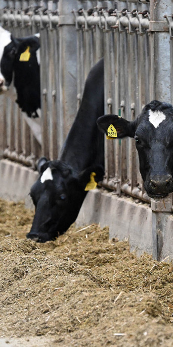 Коровы на молочно-товарной ферме