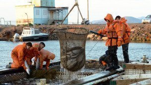 Лов лососевых у побережья Беренгова моря