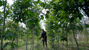 Питомник саженцов дуба