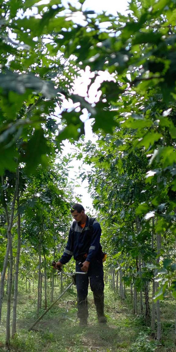 Питомник саженцов дуба