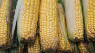 Кукурузные початки 