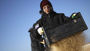 девушка просеивает песок на пляже, где произошел разлив мазута