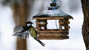 Синица у кормушки в парке
