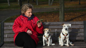 Женщина с собаками сидит на скамейке