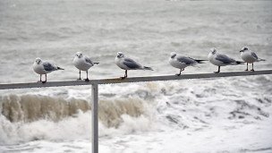 Чайки во время шторма на набережной
