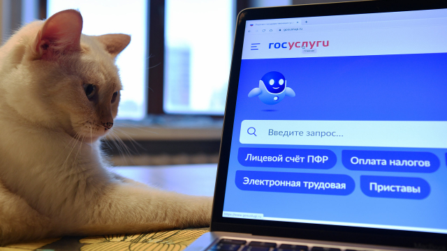 Справочно-информационный интернет-портал Госуслуги и кошка