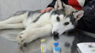 Собака в ветеринарной клинике 