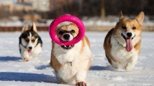 Собаки во время прогулки