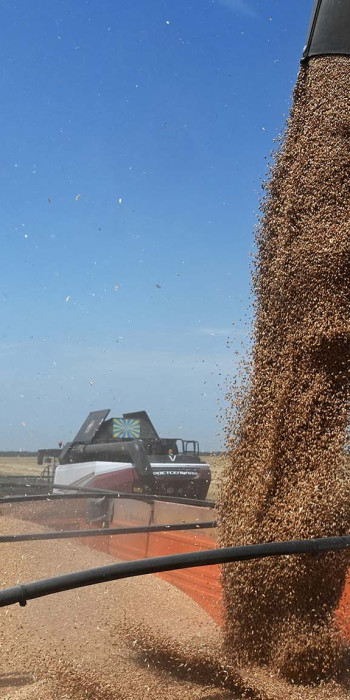 Уборка урожая пшеницы 