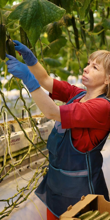 Выращивание огурцов в тепличном комплексе